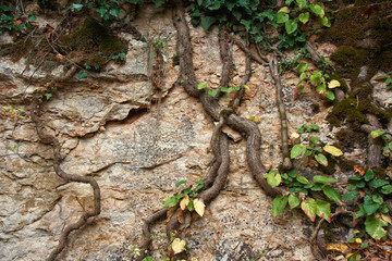 Liana climbing on a rock