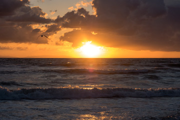 Beach at sunset with soaring bird.