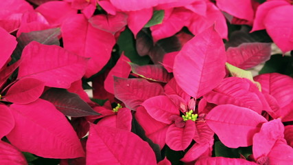 Poinsettia for sale at the local garden center