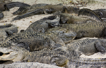 Miami, Florida, USA - Everglades Alligator Farm