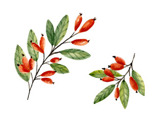 Set of blossoming branches. Watercolor hand drawn