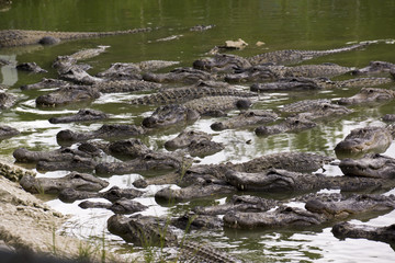 Miami, Florida, USA - Everglades Alligator Farm
