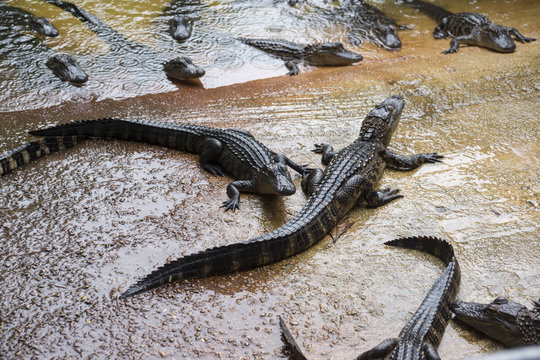Miami, Florida, USA - Everglades Alligator Farm - Baby Alligator
