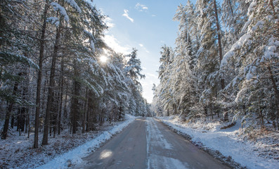 Obraz premium Snow covered pines - beautiful forests along rural roads. Bright sunny and frosty winter morning finds the forests draped frozen in fresh fallen snow.