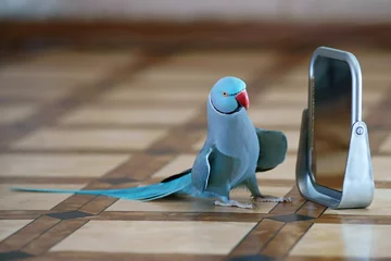 Photo sur Plexiglas Perroquet Blue Indian Ringneck Parakeet looking at itself in a mirror