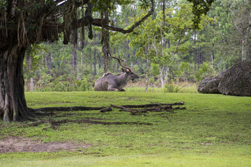 Miami Zoo, Florida, USA - Kudu antelope