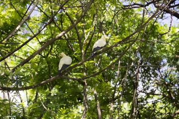 Naklejka premium Miami Zoo, Florida, USA - Wings of Asia - Bird