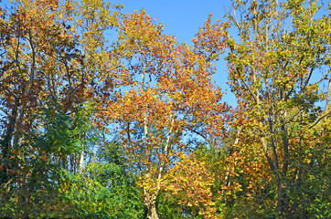 foresta di aceri in autunno