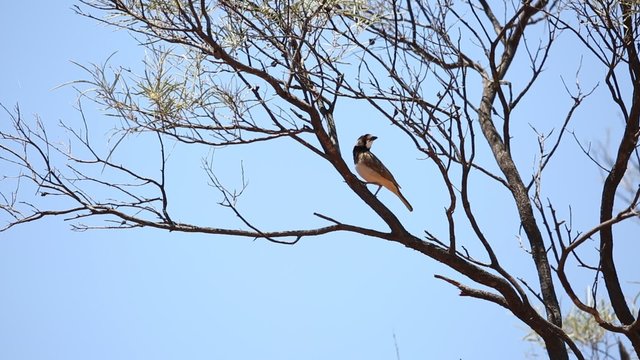 Crested bellbird (Oreoica gutturalis) in Australia