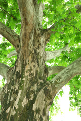 Tree bark with green leaves, outdoors