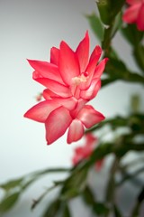 Close up Christmas Pink and white cactus flower  (schlumbergera)