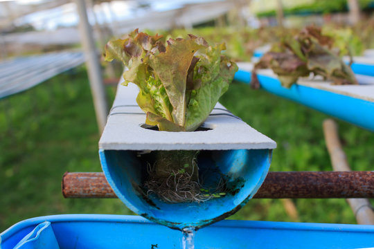 Hydroponics method of growing plants using mineral nutrient solu