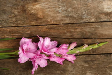 Fototapeta na wymiar Beautiful gladiolus on wooden background