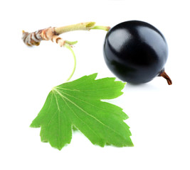 Wild black currant with green leaf isolated on white