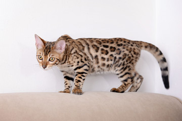 Naklejka premium Alert bengal cat with leopard spots and striped fur standing on beige sofa against white wall, the feline exhibits a curious and attentive posture, its natural hunting instincts