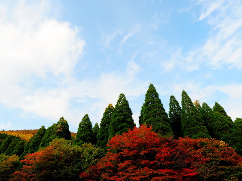 17 Beste 久住高原ロードパーク Bilder Stock Fotos Vektorgrafiken Adobe Stock 17 Beste 久住高原ロードパーク Bilder Stock Fotos Vektorgrafiken Adobe Stock
