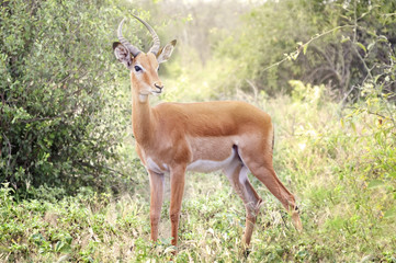 Impala in the African savannah