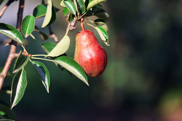 Branch of pear tree close up