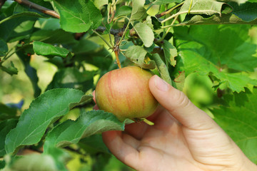 Female hand picking apple from tree
