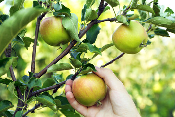 Female hand picking apple from tree
