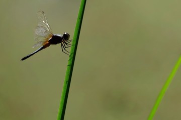dragonfly on grass 