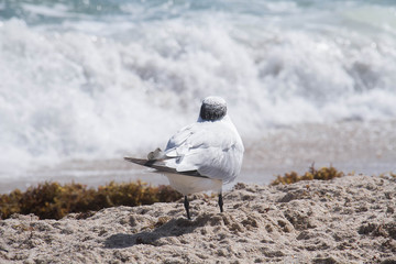Bird's looking to the sea