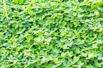 Green pinto peanut leaf natured background texture.