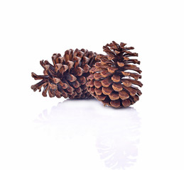 Dry pine cones on white background