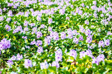 water hyacinth flower at tokyo(prefectures)tourism of Japan「奈良県橿原市・ホテイアオイの群生」