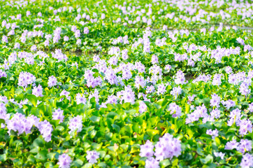 Obraz na płótnie Canvas water hyacinth flower at tokyo(prefectures)tourism of Japan「奈良県橿原市・ホテイアオイの群生」