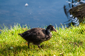 schwan