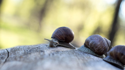 snail