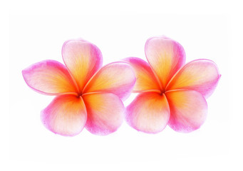 Plumeria pink flower isolated on whith background