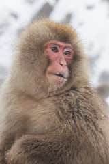 雪山のおさるさん　 Monkey of the wild expression