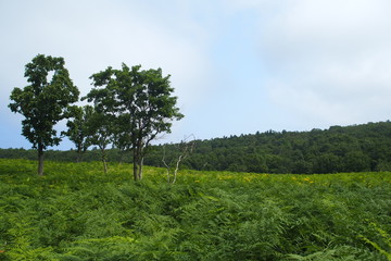 フレペの滝遊歩道