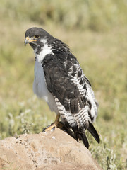 Africa, Tanzania Serengeti National, Park, Ngorongoro crater ,area, Augur Buzzard