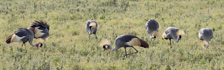 Africa, Tanzania Serengeti National Park, Ngorongoro crater area, crowned cranes
