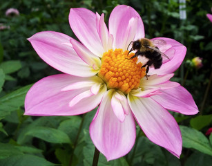 white and pink flower with bee in the garden