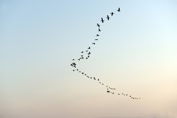 A flock of birds flying on sky background at sunset