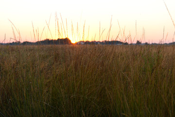 Obraz premium Close up view on a beautiful field