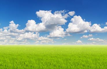 Fototapeta na wymiar field on a background of the blue sky