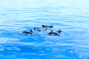 Obraz premium dolphins
