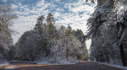 Snow covered tall pines, forests along rural roads.  Bright sunny, frosty winter morning finds tall pine forests lightly covered in fresh fallen snow.