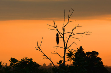 Obraz premium National park Uda Walawe, Sri Lanka. Asia.