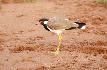National park Uda Walawe, Sri Lanka. Asia.