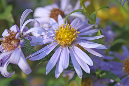 Nice violet flower closeup in garden