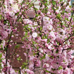 Flowers bloom almond tree.