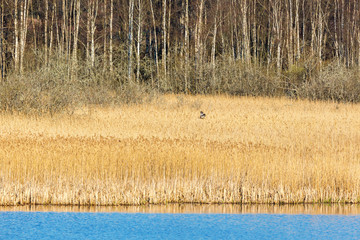 Marsh harrier hunting