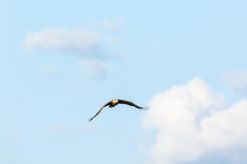 White Tailed eagle fly in the sky