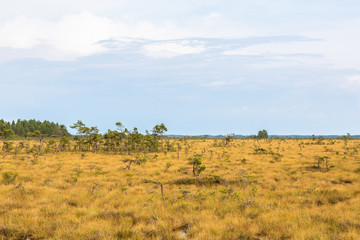 Pine trees growing on marshland
